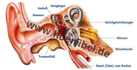 HNO-Essen: Ohr Anatomie